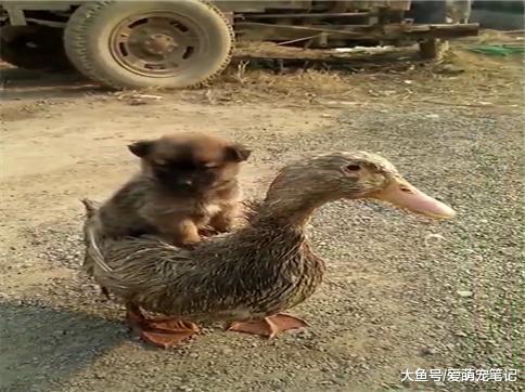 网友看到小土狗淡定的坐在鸭子身上, 像专属坐骑那样, 感觉好有爱