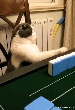 主人打出七萬，賭徒喵雙眼發亮激動拍桌：胡了！罐罐交出來