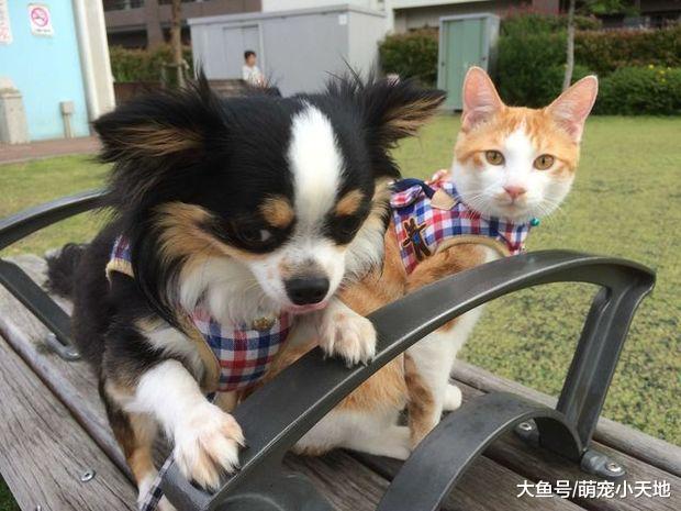 由我来照顾你！温柔吉娃娃将小猫收编后，却有了意想不到的转变？