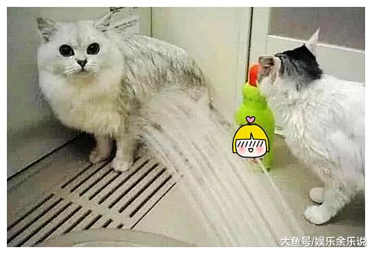 女子让男友给猫咪洗澡，男友捂着肚子走了出来，进去一看，笑翻了