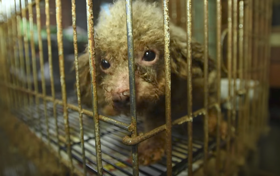 狗狗一出生就生活在黑暗笼子里，在被救出后，它直勾勾的盯着太阳