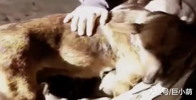 跨越种族的母爱，流浪狗狗收养的满月幼婴，不仅喂奶还紧紧抱着她