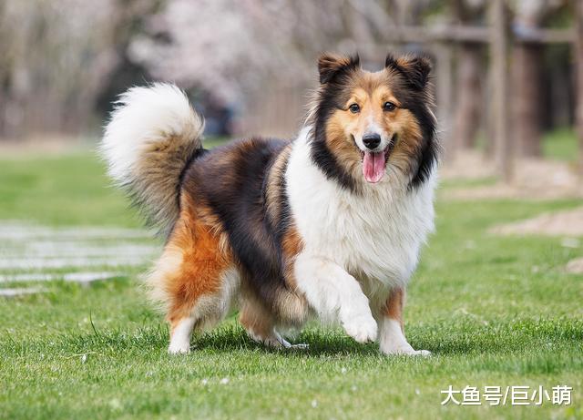 真是狗1岁=人7岁？这个理论是错误的，在此附上最新年龄对照表