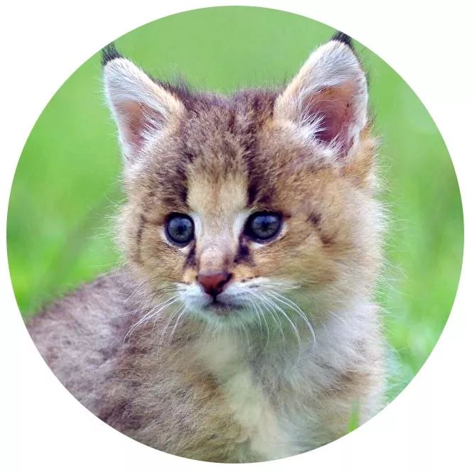 明明是我猫生的崽！怎么长得像隔壁老王的娃？