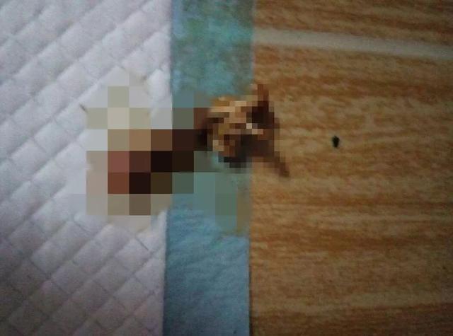 狗狗在家莫名染蟲，鏟屎官憂心寄生蟲危害，學會三點杜絕蟲害！