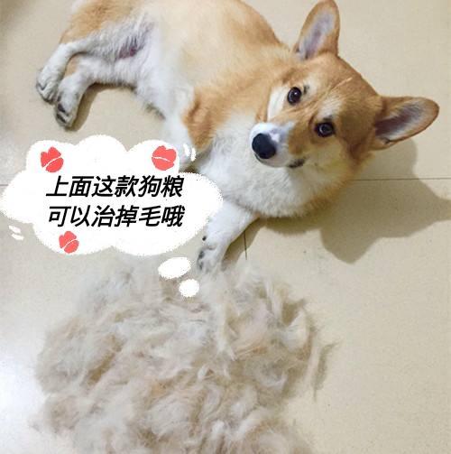 柯基犬的寿命很短, 做好这6点, 可以延长几年的寿命!