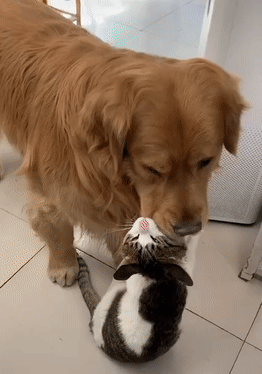 金毛把猫叼嘴里，男子看着不对，走近一瞧，原来是猫咬住金毛的嘴