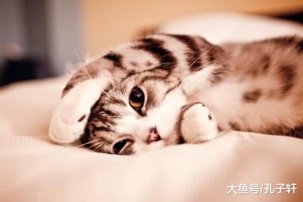 为何猫喜欢和你睡？5大原因令人感动，不要再把“主子” 推开了