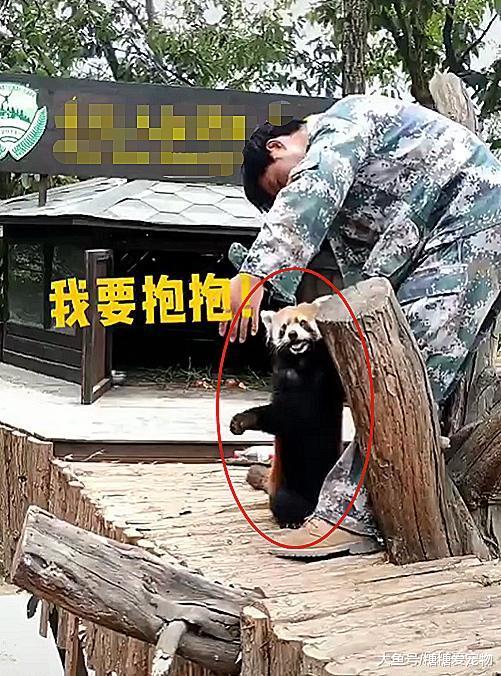 动物园惊现对饲养员死缠烂打求抱抱小熊猫，网友：你快抱抱它吧！