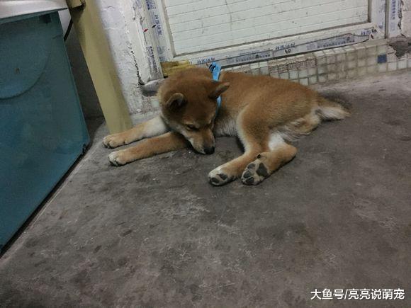 网友给柴犬买了个玩具，它一把就给按住了，张嘴就要吃