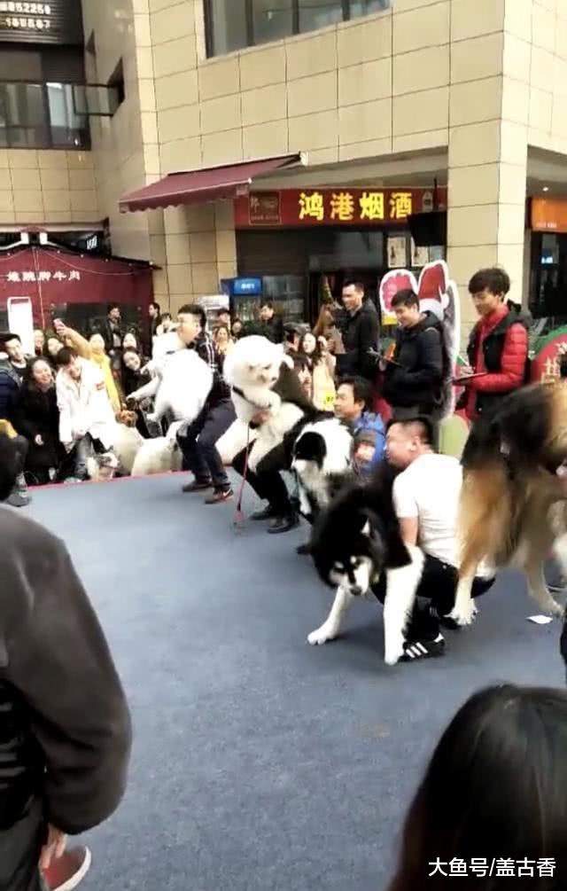 狗狗运动会中，硬生生变成狗主运动会，狗子的心里一定是拒绝的！