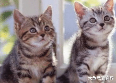 给幼猫选猫粮，高营养、易消化是关键