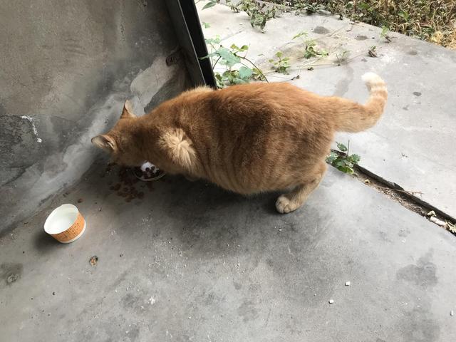 路人总被流浪猫拦下，并非体质吸引猫，改变四点习惯更易被猫搭讪