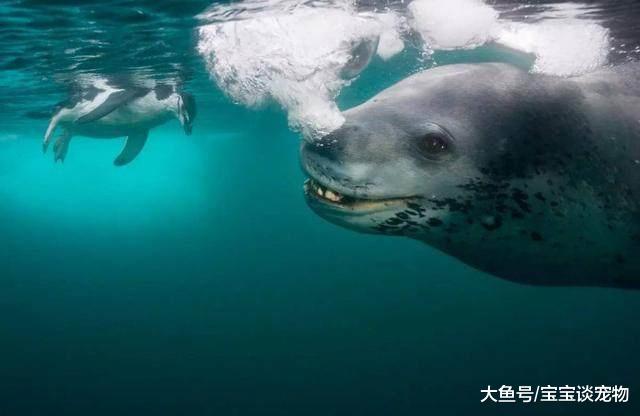 它们用体温去救人，可是人却利用它的善良进行杀戮