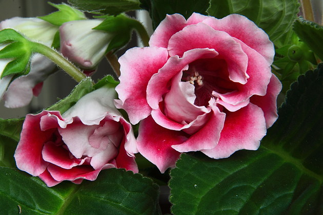 大岩桐的养护技巧有什么，知道这些方法，就能轻松养护