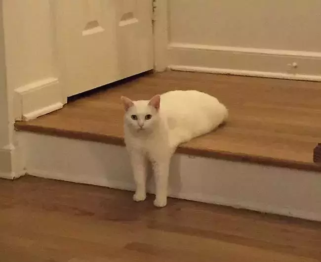 原來貓咪聚在一起的時候也會比誰的更長