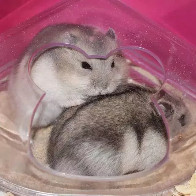 仓鼠也有自私面，为了领地和心爱的“姑娘”，鼠鼠也会变脸