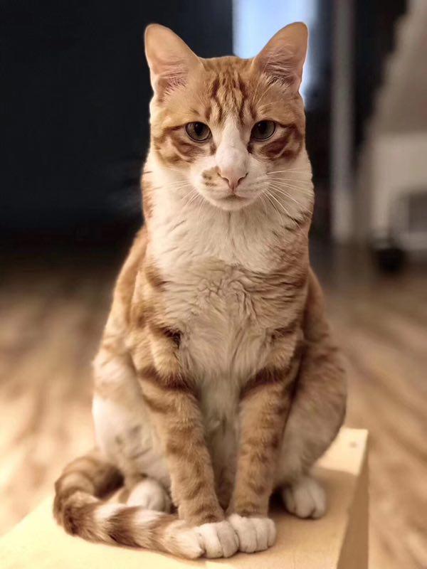 厦门福建光电大厦寻找走失公橘猫