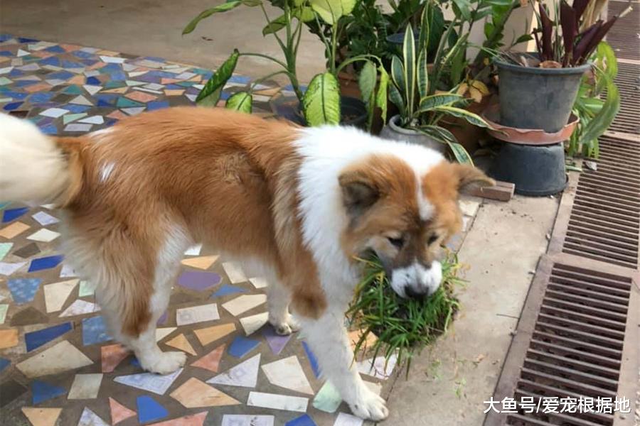 宠物狗爱上捡破烂，什么都往家里捡，主人：能开个废品收购部啦！