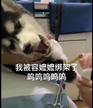 小二哈去医院，委屈的叫声像是在骂街