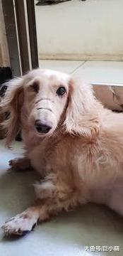 腊肠狗的脸被劈三刀，双目失明后又被遗弃，康复后变成了代言狗