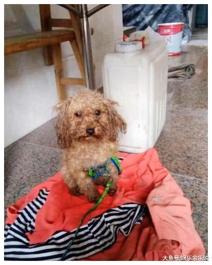 女子出差把泰迪交给父母照顾，回来后见到眼前的一幕，瞬间崩溃了