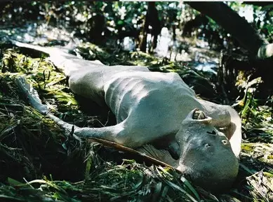 【揭秘】世界上有美人鱼吗？美人鱼真的存在吗