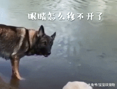 狗狗在河边遇到心仪的狗子，场面一度很尴尬，失态的样子太可爱了
