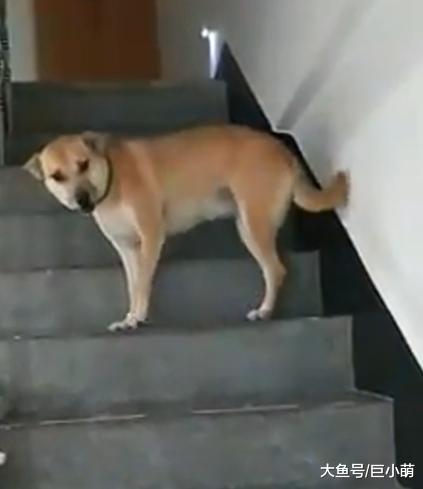 狗狗堵住楼梯不走，一系列心虚举动，主人一秒识破：肯定做坏事了