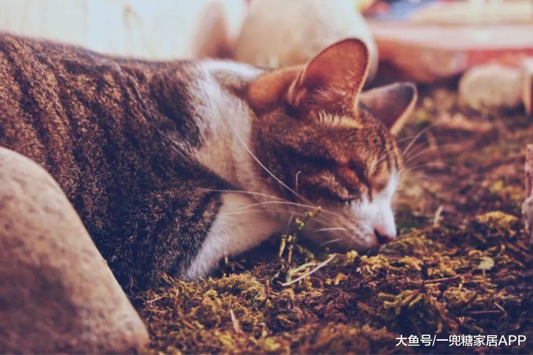 亲手搬成吨实木, 西安女孩花5年, 给自己盖了一座森林城堡
