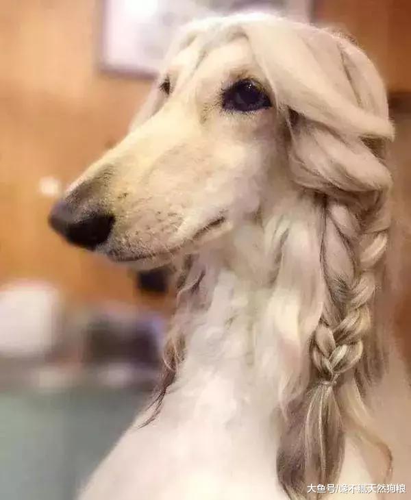 8大“蠢狗”排行榜，主人：我当初怎么就选了你