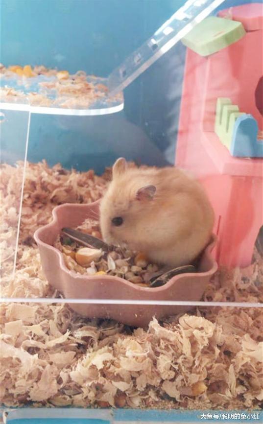 永远“生不了娃”的仓鼠，宠主：真是急“白”了头