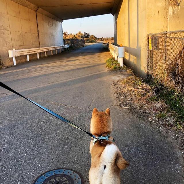 残暴柴犬大闹狗屋，枕头裂开棉花散落一地，狗狗灿烂一笑泯千仇