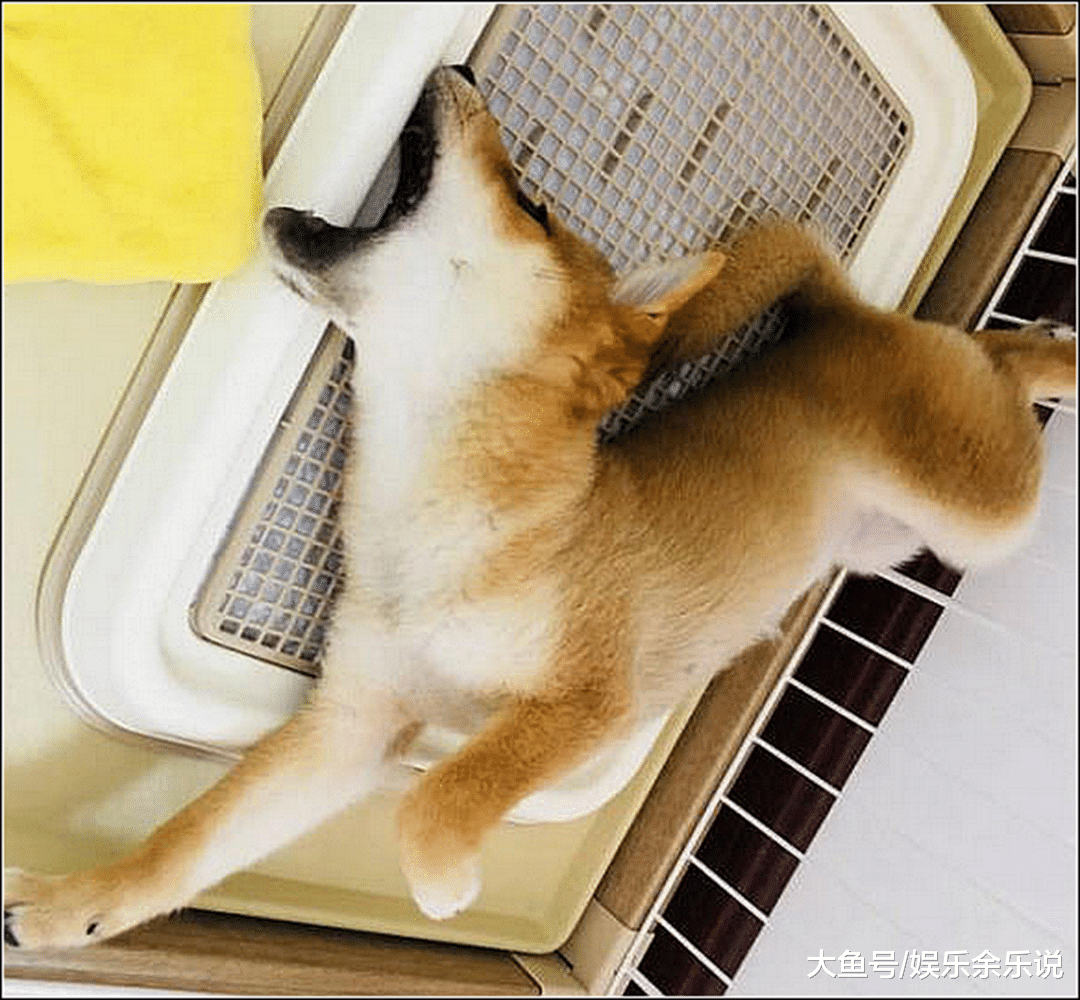 柴犬绝育闷闷不乐，半夜发现它躲在笼子里嚎叫，开灯一看不淡定了