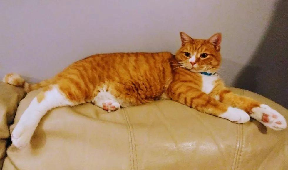 橘猫因为太粘人被抛弃多次? 不要你给我啊!