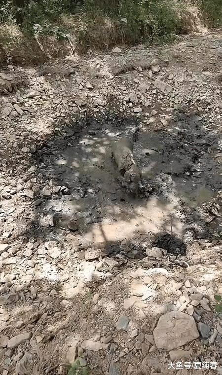 女子带金毛去郊区玩耍，中途没看住狗，再抬头时，女子：狗不要了