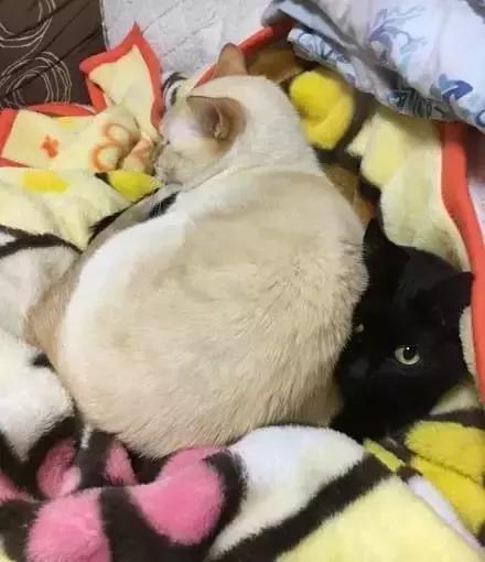 黑貓＂大哥＂生活中處處照顧白貓＂小弟＂，半年后，畫風悄悄的變了