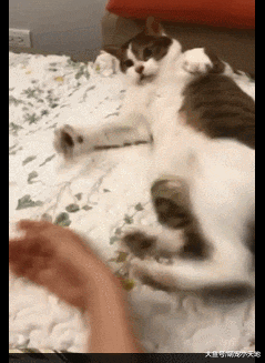 不小心被碰到，懒猫莫名暴怒无影脚狂踢87下，饲主超不解