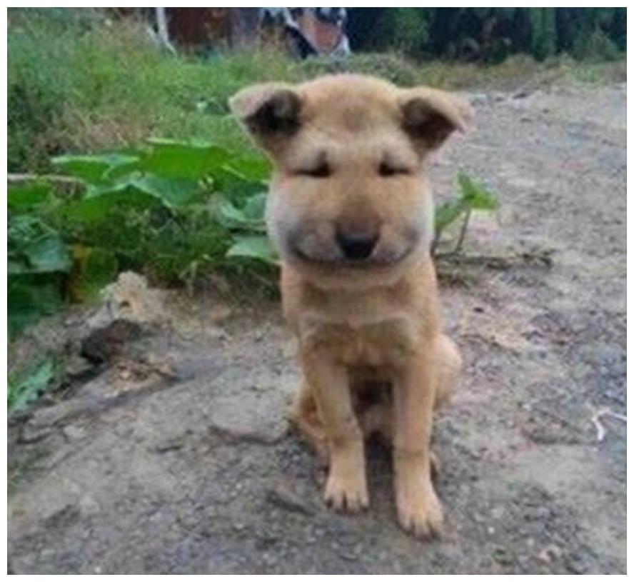 小孩调皮鼓捣马蜂窝, 狗子护主心切来救驾, 结果一人一狗同款表情上线