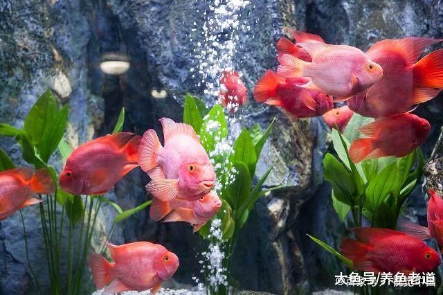 饲养观赏鱼, 鱼缸的循环系统和氧气供应最多可关闭多久?