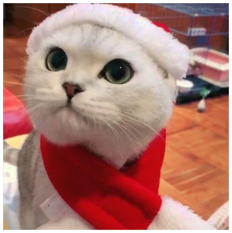 这只喵星人适合当商业大佬: 给它化妆打扮, 它恨不得打表计费