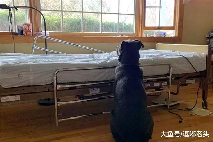 主人去世，狗狗趴在主人跟前哽咽：主人，你醒醒