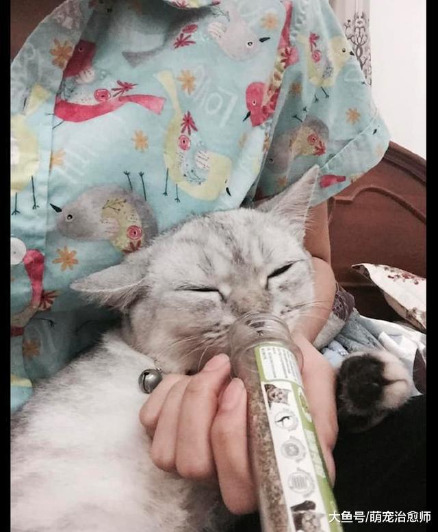 貓咪吸完貓薄荷后直接癱倒了，貓：好嗨哦，感覺貓生到達了巔峰！