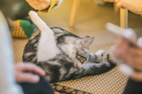 宠物咖啡店等火爆的背后, 是猫咪和狗子们积蓄已久的精神压力...
