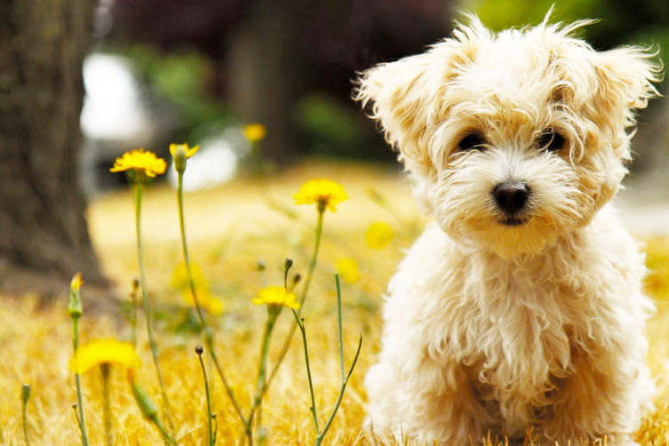 这几种方法可以让狗狗不再护食，不信的话试试看！