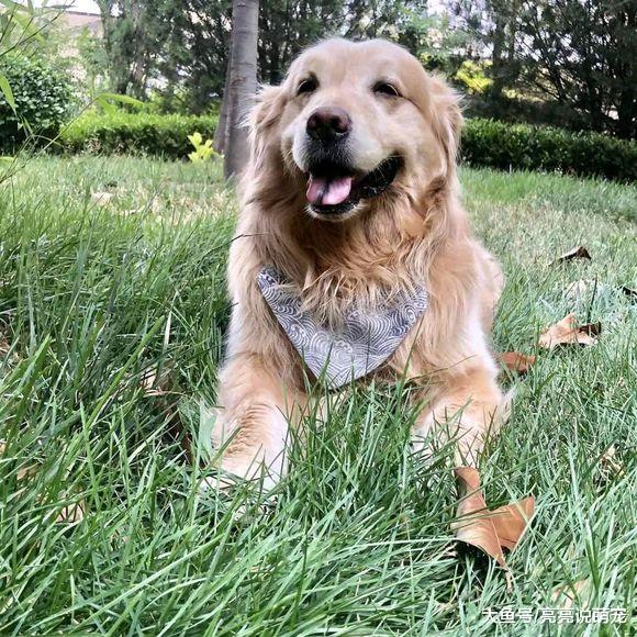 金毛就是主人的“快递员”，它经常要替主人去取快递