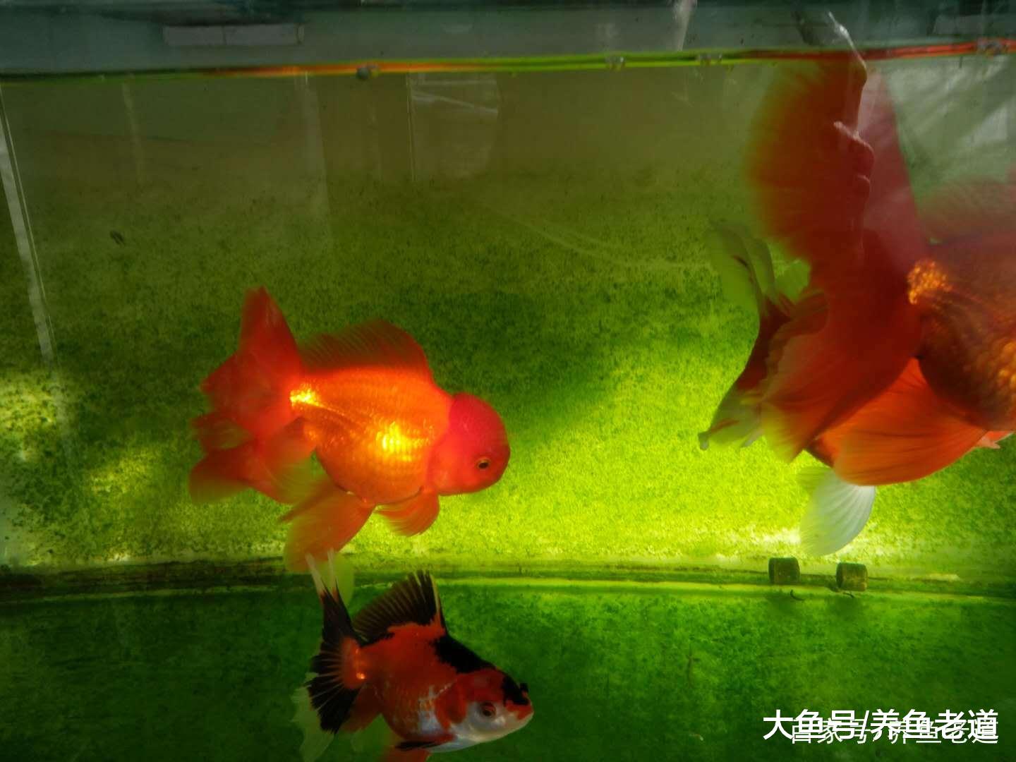 金鱼的尾巴发生溃烂现象, 消炎后多久才可以长好?