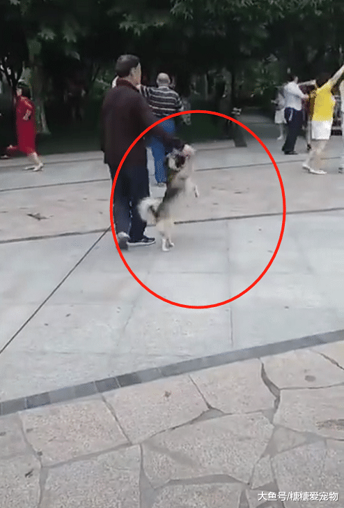大爷跳广场舞“爆笑”，他的舞伴居然是一只二哈，狗：我太难了