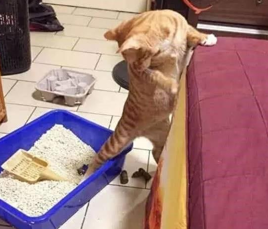 橘猫喜欢用特别的姿势拉粑粑, 主人一看气哭: 你就不能对准一点?