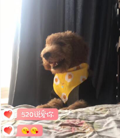 女孩养了条巨型贵宾犬，两个月的相处，克服了对动物的恐惧